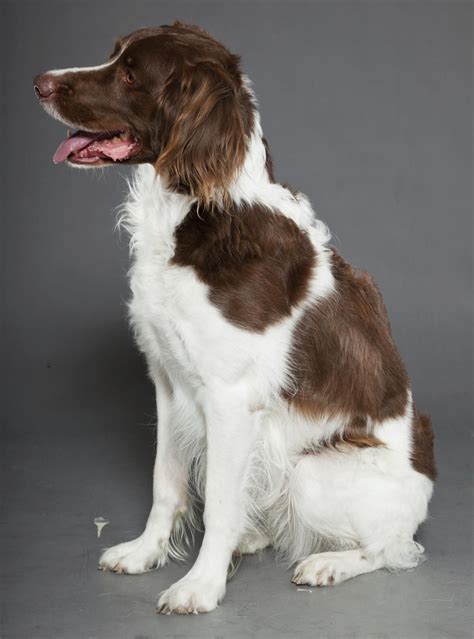 Dutch Partridge Dog | Spaniel, Dogs, Spaniel breeds