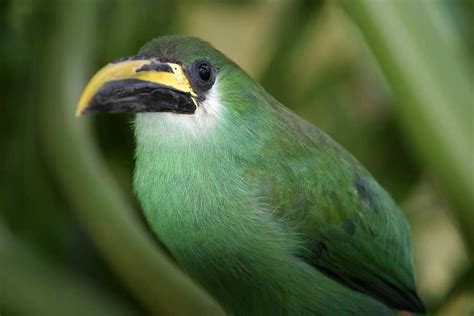 10 Interesting Facts About Toucans - A-Z Animals