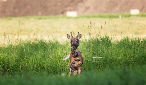 Deer Fibroma: Minnesota Woman Snaps Photos of Diseased Deer Covered With Warts | OutdoorHub