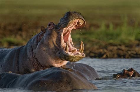 Hippopotamus Hippopotamus Amphibius Photograph by Animal Images - Pixels