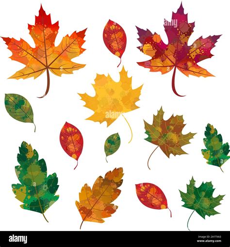 Autumn, Fall Leaves Vector Set - Isolated Leaves Without Background ...