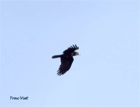 Is this a Swamp Harrier | BIRDS in BACKYARDS