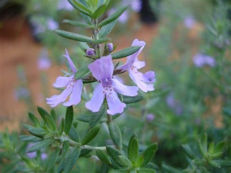 Westringia fruticosa 'Blue Gem™' 6" Pot - Hello Hello Plants