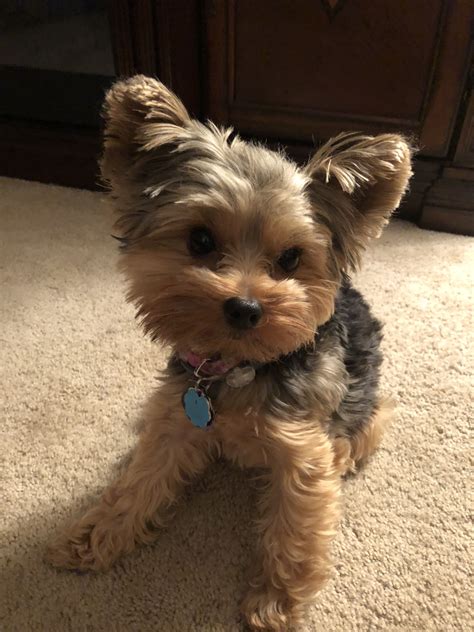 #cutepuppyyorkies #yorkshireterrier | Yorkie puppy, Yorkie puppy haircuts, Puppies