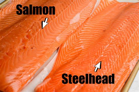 Steelhead Vs Salmon - Kitchen Laughter