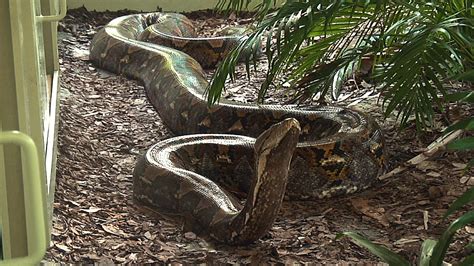 Giant 19 Foot, 200 Pound Reticulated Python at Naples Zoo - YouTube