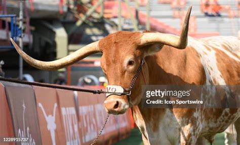 Longhorn Mascot Photos and Premium High Res Pictures - Getty Images