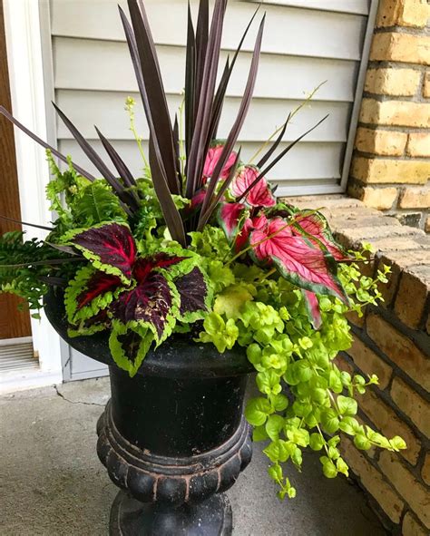 Pin by Julie Nohrenberg on Hosta & Shade Gardening | Container garden ...