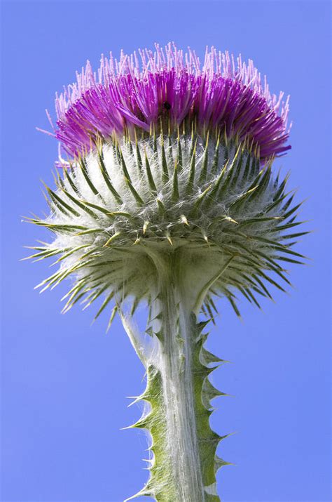 National Flower Of Scotland Photograph by Ross G Strachan