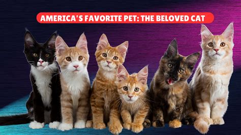 America’s Favorite Pet: The Beloved Cat | by Happy hungry pets | Medium