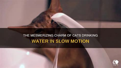 The Mesmerizing Charm Of Cats Drinking Water In Slow Motion | PetShun