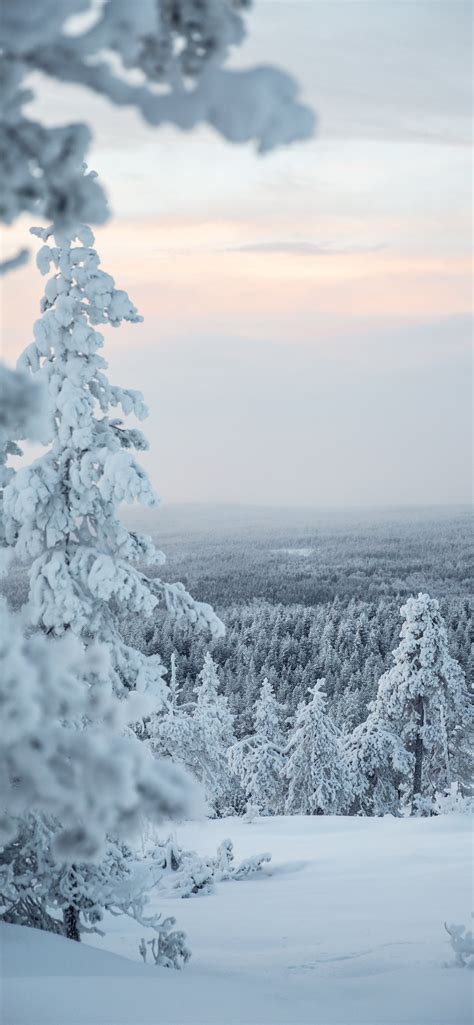 white snow covered tree during daytime iPhone Wallpapers Free Download