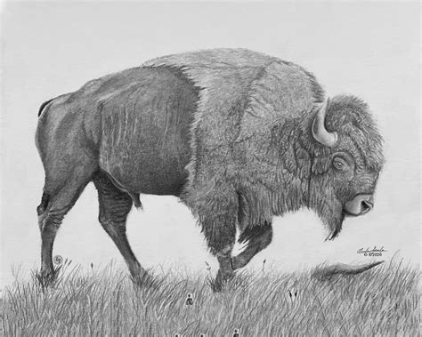 Buffalo Drawing Bison Sketch Buffalo Sketch Bison Drawing | Etsy