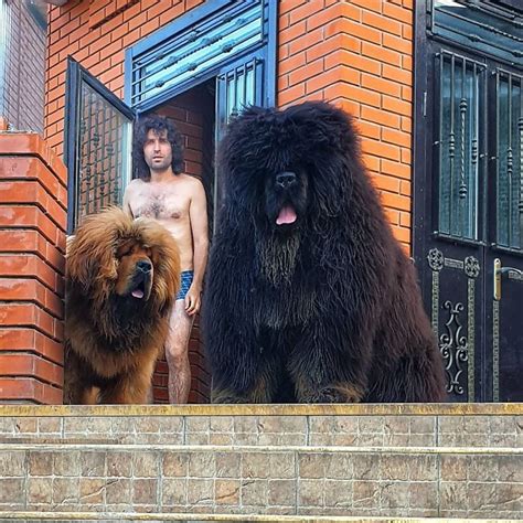 People Are Posting Funny And Cute Photos Of Tibetan Mastiffs, And It’s Crazy How Massive They ...