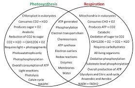 Plant Phys: relationship between photosynthesis and cellular respiation