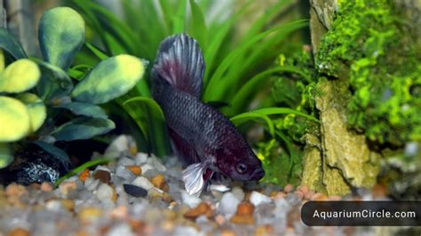 Betta Fish Breeding: How To Breed Betta Fish At Home? Detailed Step-By-Step Guide For You