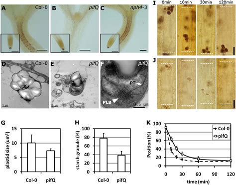 Phytochromes inhibit hypocotyl negative gravitropism by regulating the development of endodermal ...