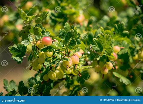 Gooseberry bush stock photo. Image of summer, gooseberry - 119519960