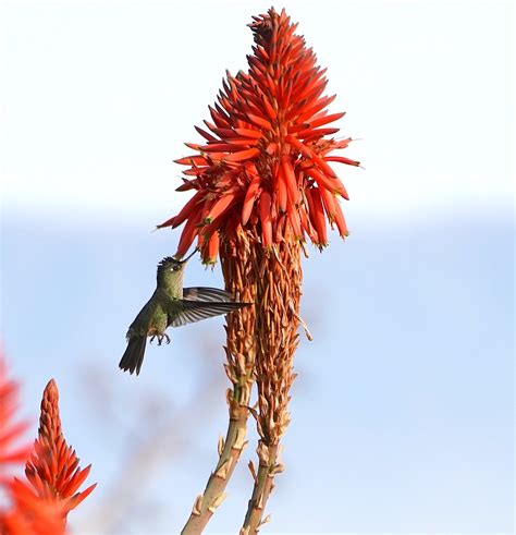 Hummingbird Feeding Photos, Download The BEST Free Hummingbird Feeding ...