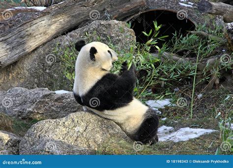 Giant Panda Bear in Vienna Zoo Stock Image - Image of bamboo, foliage: 18198343