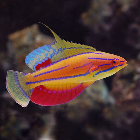 #FISHSURFING - 13 FACTS ABOUT THE WRASSE FISH | Beautiful tropical fish ...