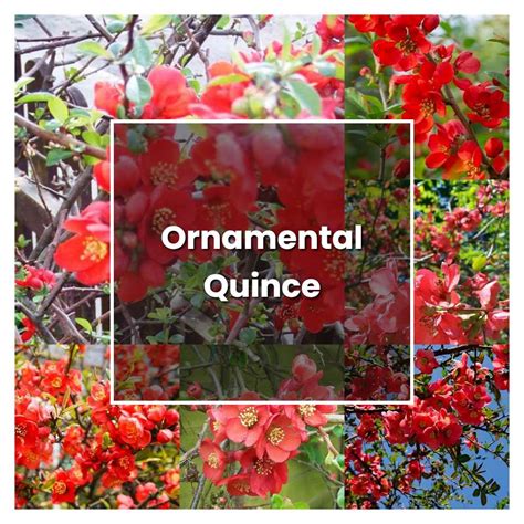 How to Grow Ornamental Quince - Plant Care & Tips | NorwichGardener