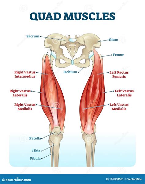 Quad Leg Muscles Anatomy Labeled Diagram, Vector Illustration Fitness Poster | CartoonDealer.com ...