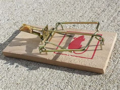 How Does A Mousetrap Work? | HST Physics Learning Center | Mouse traps ...