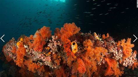 The incredible coral reefs of Indonesia's Raja Ampat | AquaNerd