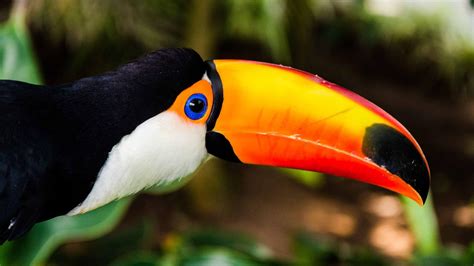 Toucan Desktop Wallpapers - Top Free Toucan Desktop Backgrounds - WallpaperAccess