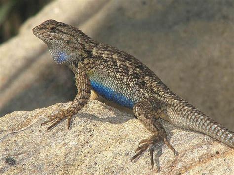 Western Fence Lizard | Lizard, Cute reptiles, Reptiles