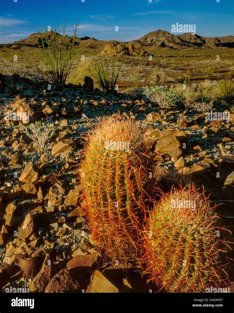 Barrel Cactus, Ferocactus cylindraceus, Ocotillo, Fouquieria splendens, Cabeza Prieta National ...