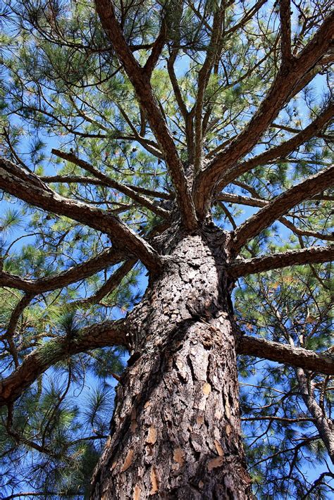 pine tree | old pine tree in randolph county georgia | 65mb | Flickr