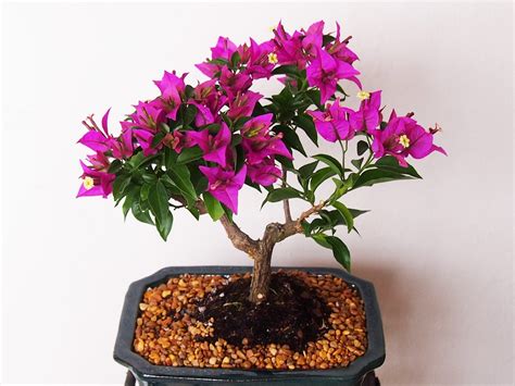 Bougainvillea Bonsai Tree Care Guide (Bougainvillea glabra) - Bonsai ...