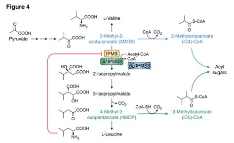 Modulations of valine and leucine biosynthesis impact the composition... | Download Scientific ...