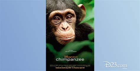 Chimpanzee (film) - D23