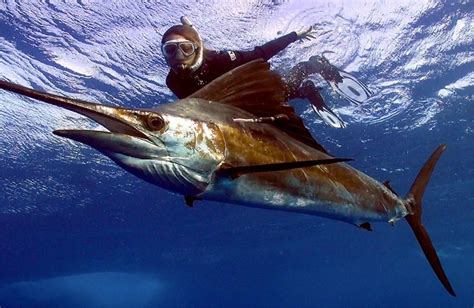 Sailfish – "OCEAN TREASURES" Memorial Library