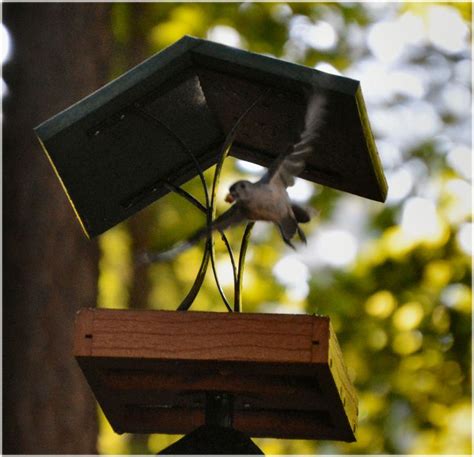 Titmice Tammy back for a peanut | Wild birds, Bird house, Bird feeders