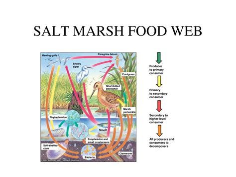 PPT - SALT WATER LIFE ZONES PowerPoint Presentation, free download - ID ...