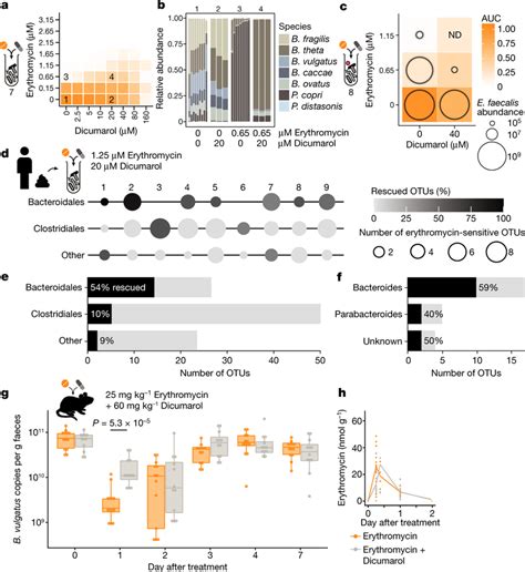 Dicumarol selectively protects Bacteroides species from erythromycin in... | Download Scientific ...