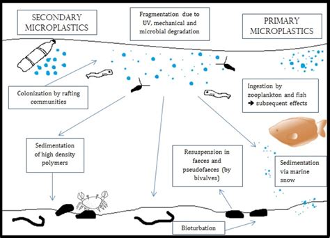 Microplastics, Ocean Pollution, and Effects on Marine Life - HubPages