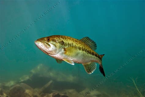 Largemouth Bass Underwater Photography: LARGEMOUTH BASS 3