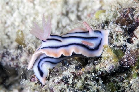 The Lochi Nudibranch - Whats That Fish!