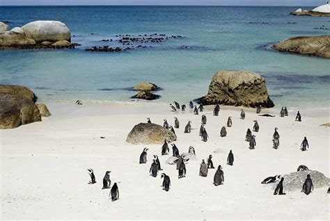 Boulders Beach Penguin Colony, Boulders Information | WhereToStay.co.za