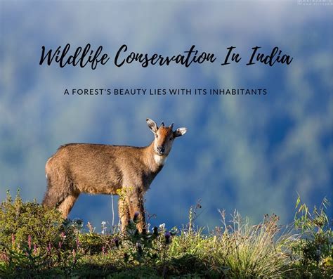 Wildlife Conservation Efforts In India | Routeprints