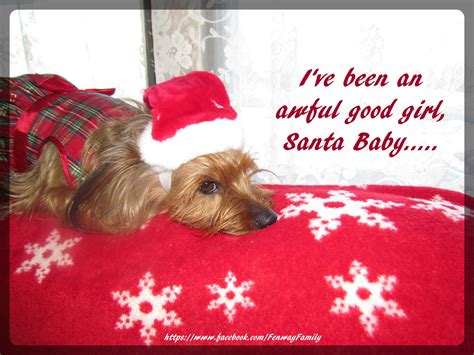 Dog Meme, Christmas, https://www.facebook.com/FenwayFamily Santa Baby, Dog Memes, Yorkie, Cool ...