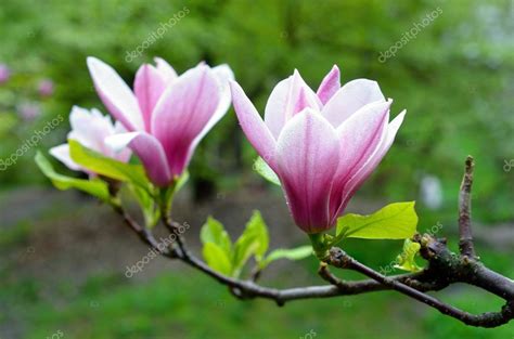 Pink magnolia blossom Stock Photo by ©Katcya 57187775