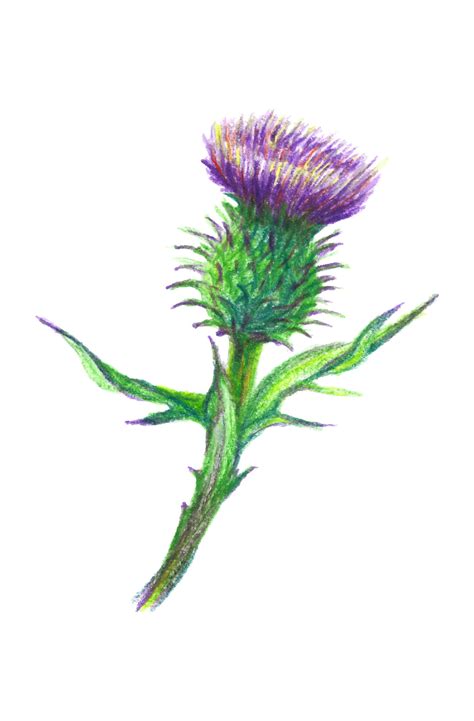 Hand drawn illustration of a thistle flower. Burdock drawn with colored ...