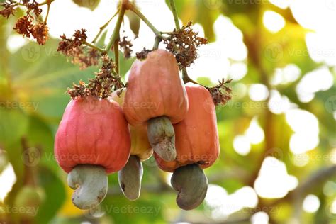 un montón de manzanas de cajú en un árbol de cajú. 11876051 Foto de stock en Vecteezy