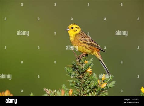 Yellowhammer female male hi-res stock photography and images - Alamy